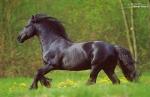 les chevaux c'est ma vie!